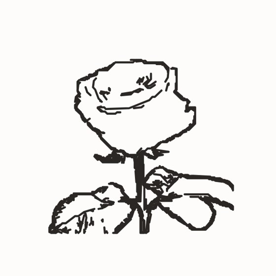 the pencil drawing traced from the rose photo