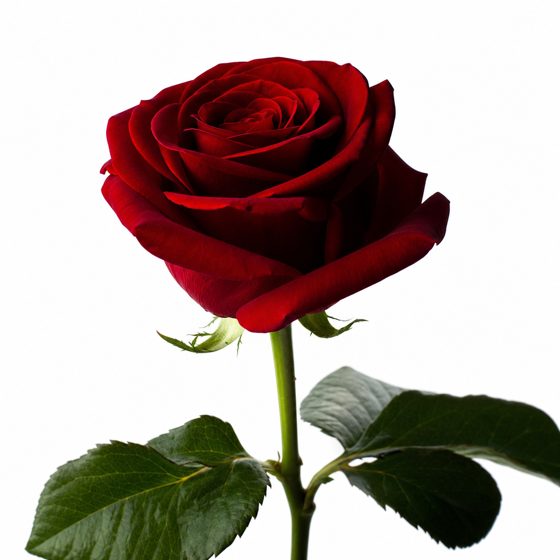 photo of a red rose