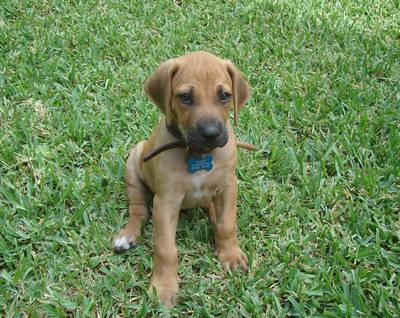 photo of a puppy sitting on grass